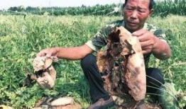 成武吃瓜最新事件爆料,揭秘背后惊人真相